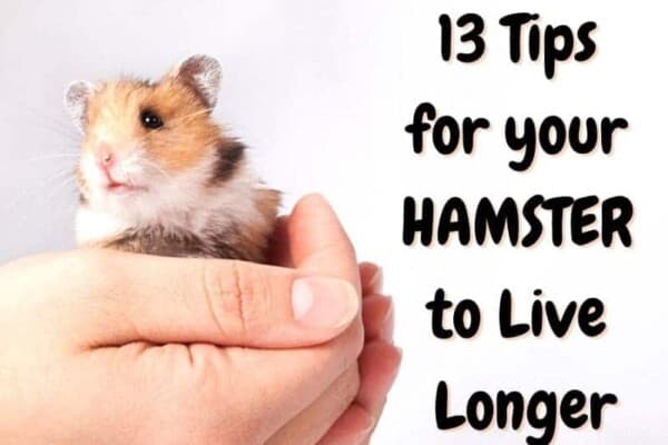 tips for hamster to live longer