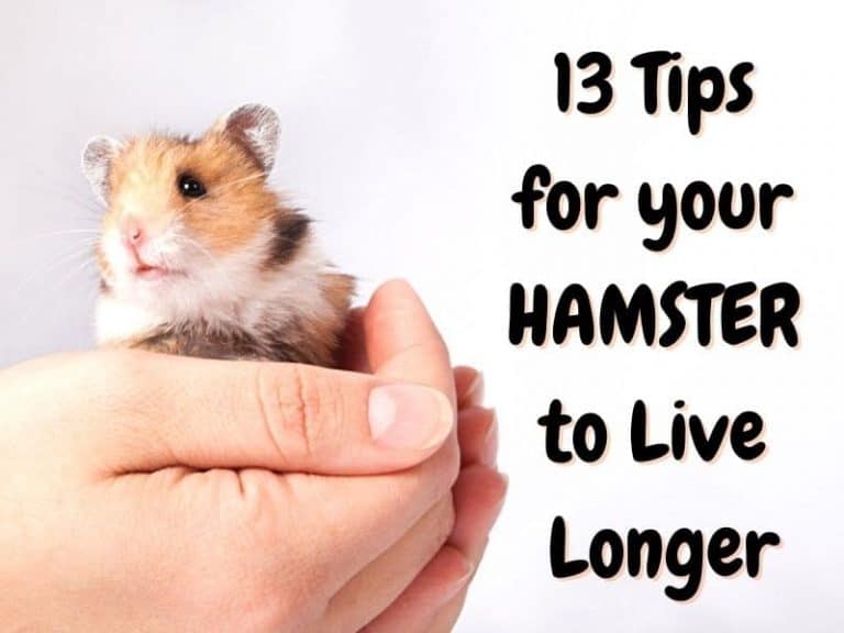 13 Tips To Help Your Hamster Live Longer The Pet Savvy