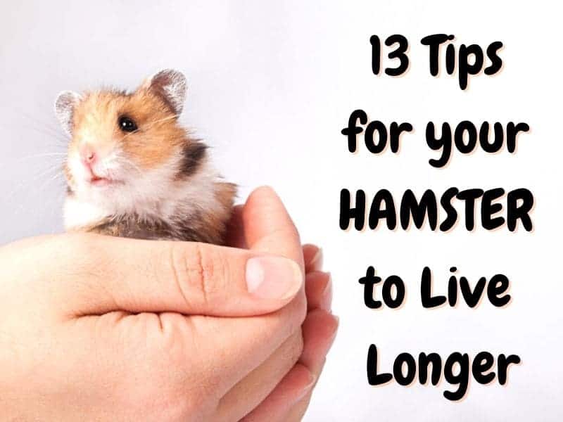 tips for hamster to live longer