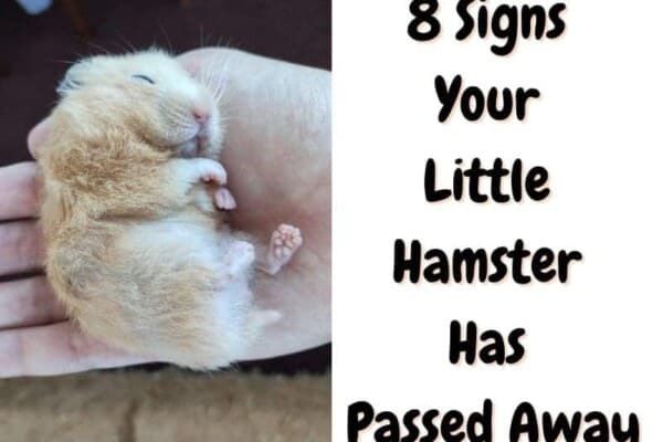 signs a hamster is dead
