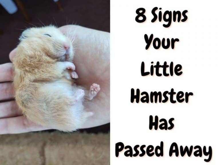 Is My Hamster Dead? 8 Signs Your Hamster Has Passed Away The Pet Savvy