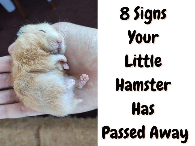 signs a hamster is dead