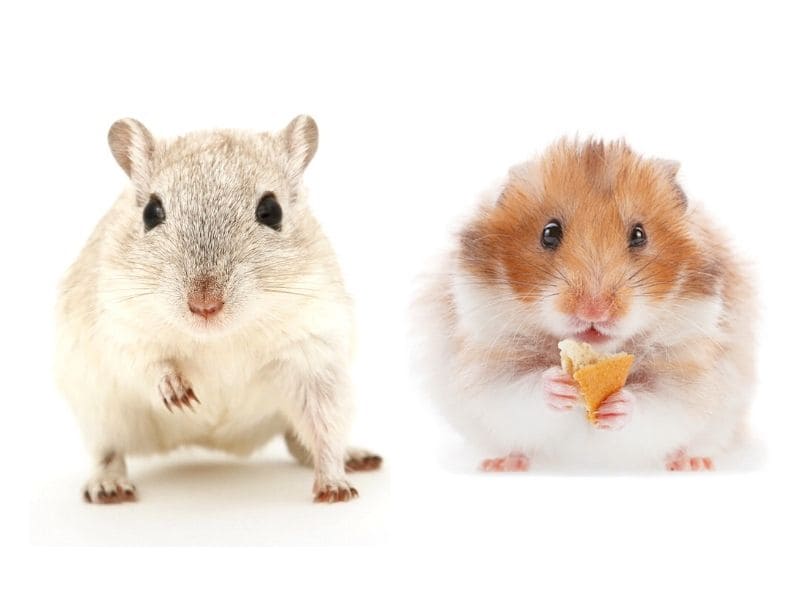 gerbil compared to hamster