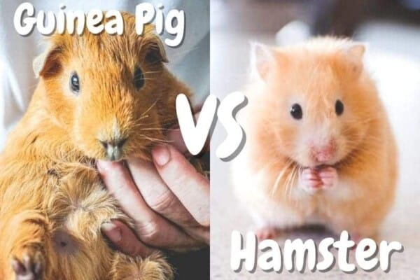 guinea pig vs hamster