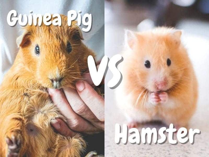 guinea pig vs hamster