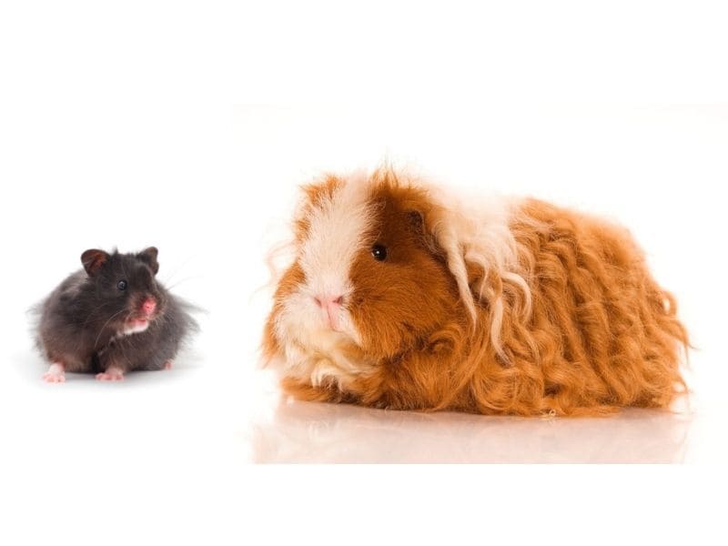 hamster and guinea pig next to each other