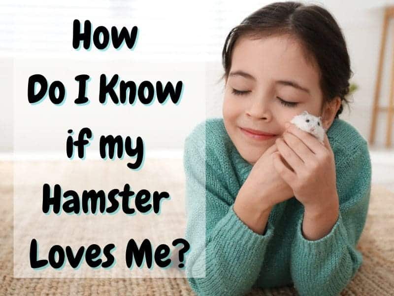 signs a hamster loves you