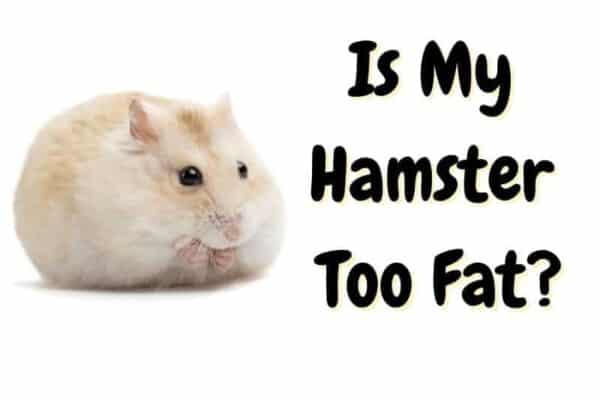 is my hamster fat