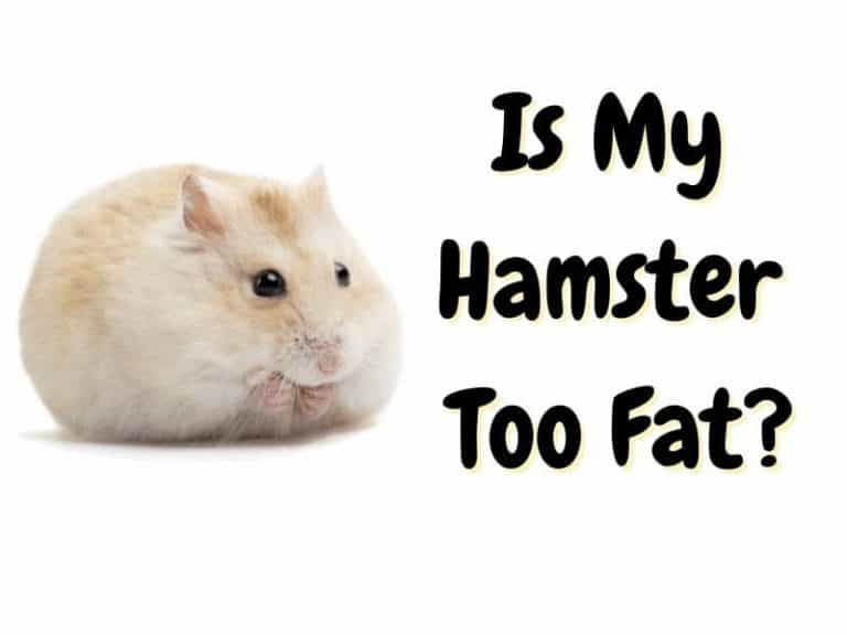 Is Your Hamster Fat? Here is What You Can Do About it The Pet Savvy