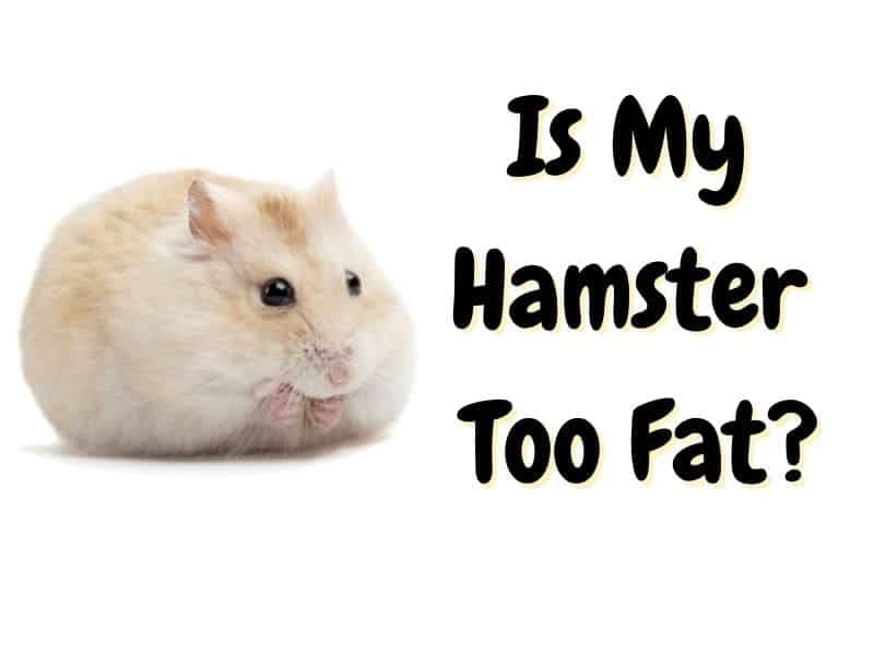 is my hamster fat