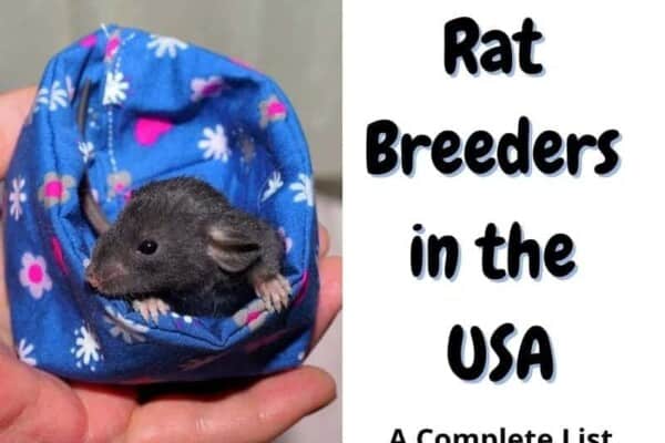 list of rat breeders usa