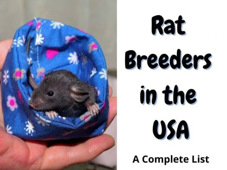 Rats For Sale Near You U.S Rat Breeder Directory (2023 Update) The