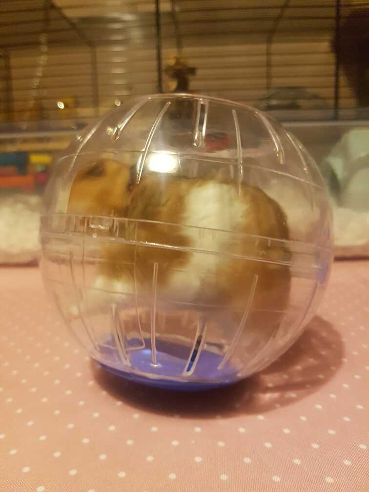 small hamster ball