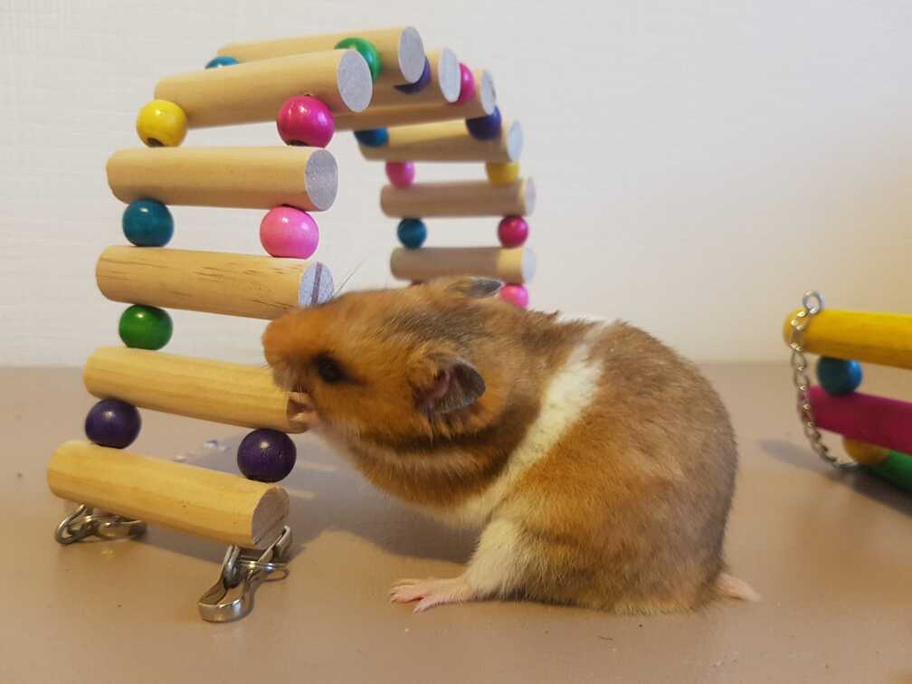 hamster playing with cage toy accessories