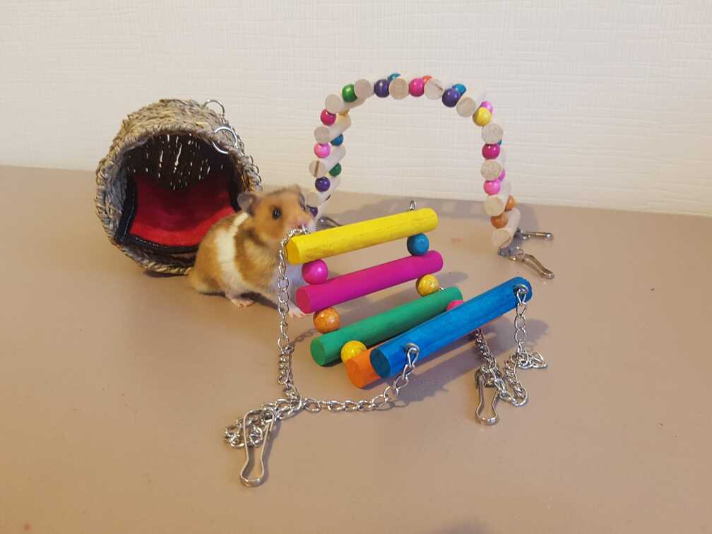 hamster playing with cage toy accessories