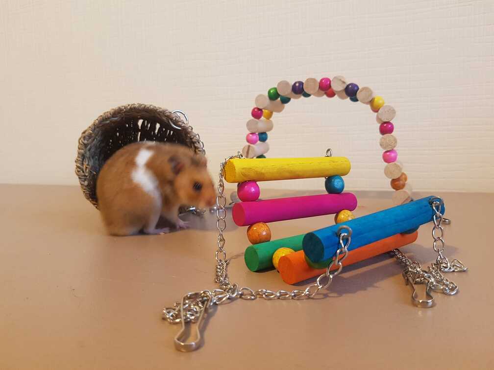 hamster playing with cage toy accessories