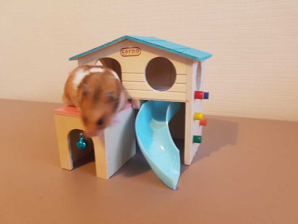 hamster playing on hamster house toy