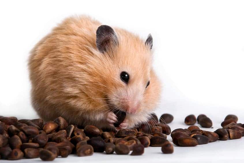 beige syrian hamster eating nuts