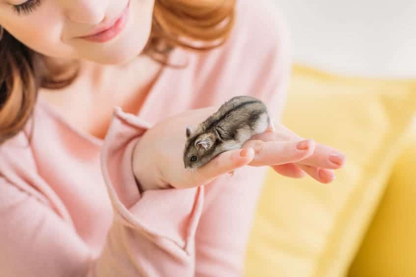 hamster in woman's hand