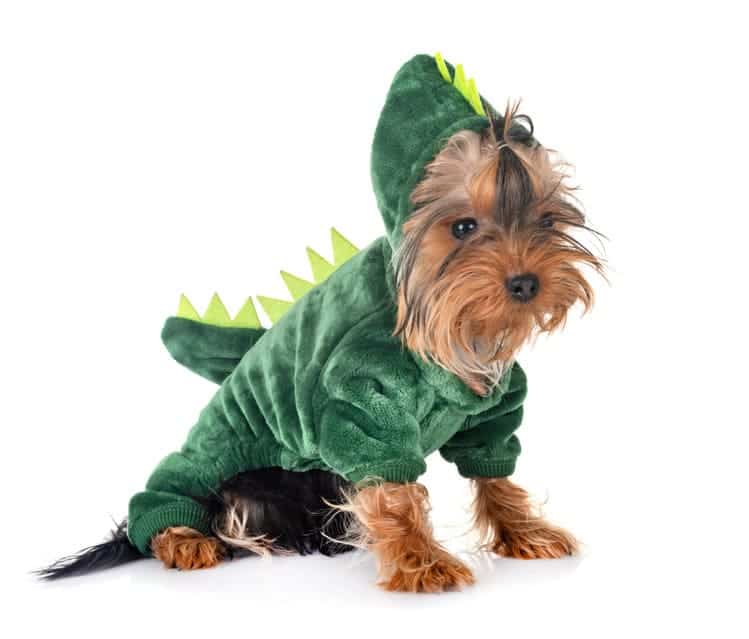 dog wearing a dinosaur pet costume