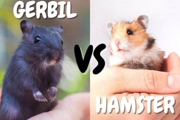 gerbil vs hamster