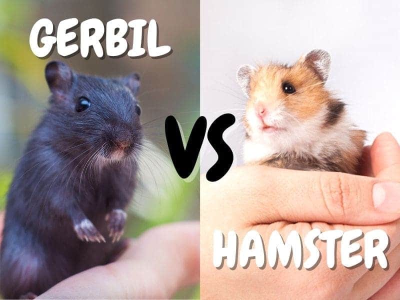 gerbil vs hamster