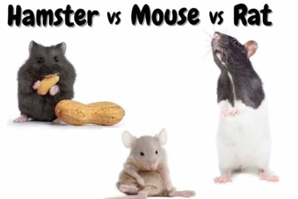 hamster vs mouse vs rat