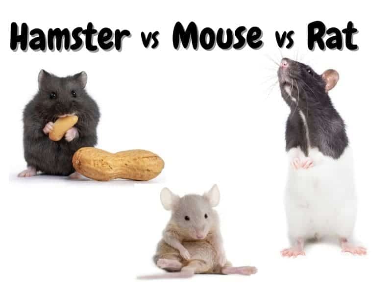 hamster vs mouse vs rat