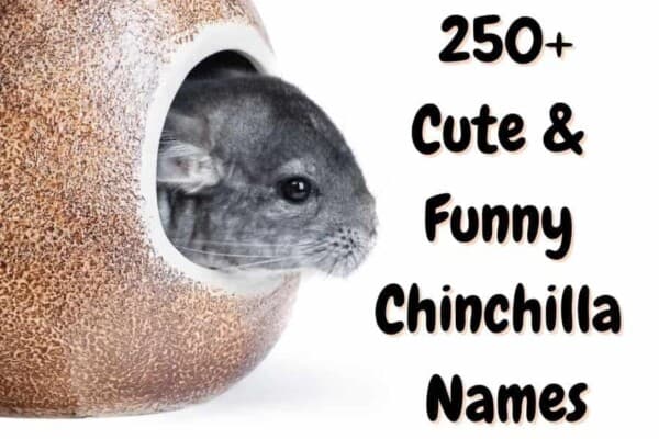 chinchilla names