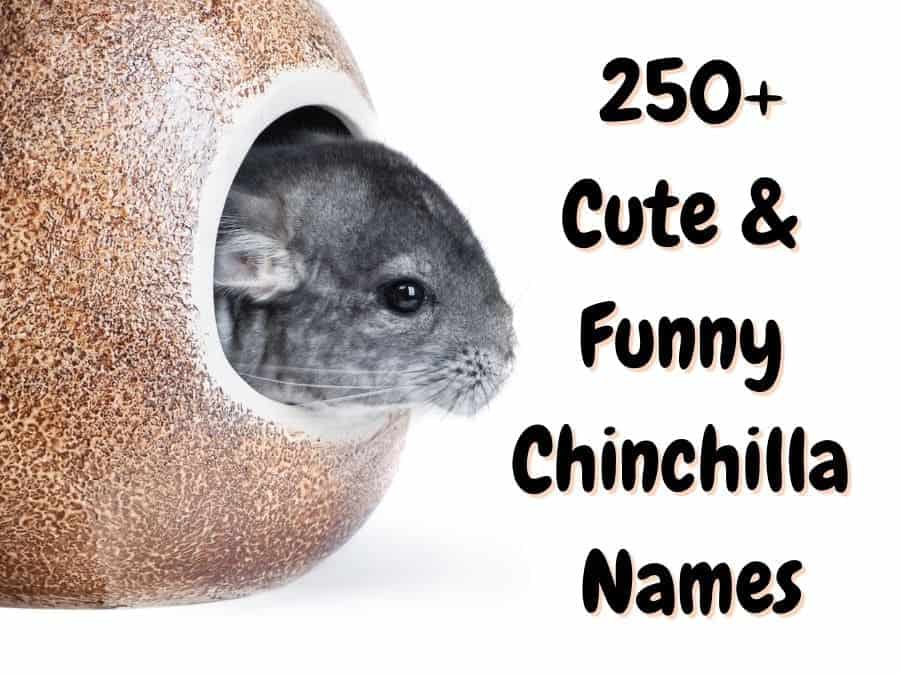 chinchilla names