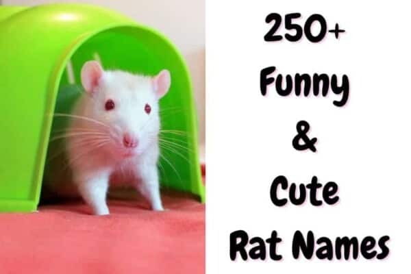 rat names