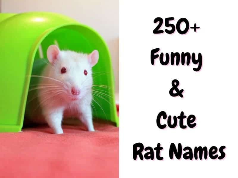 rat names