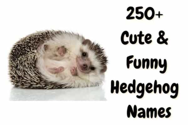 Hedgehog Names: 250+ Cute & Funny Names for a Hedgehog