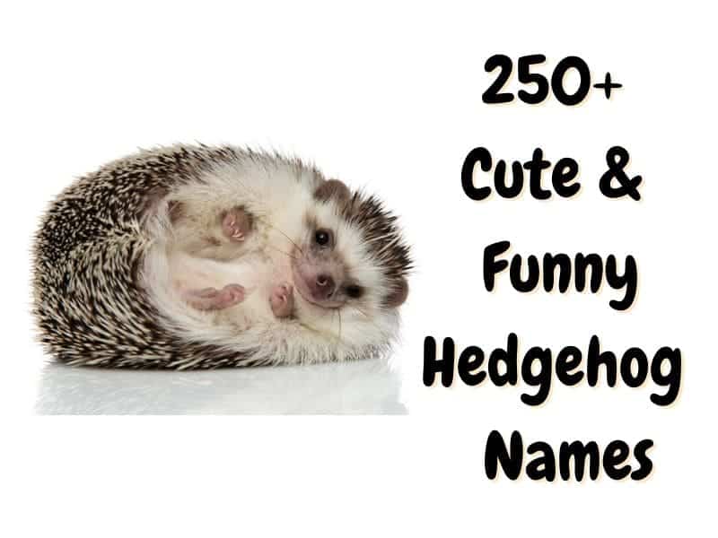 hedgehog names