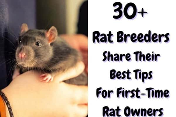 30+ Breeders share their best tips