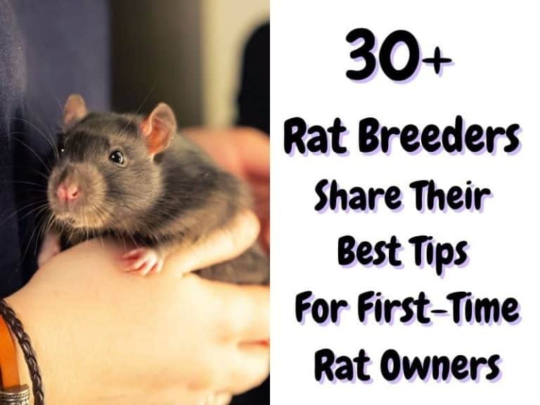 30+ Rat Breeders Share Their Best Tips For FirstTime Rat Owners The