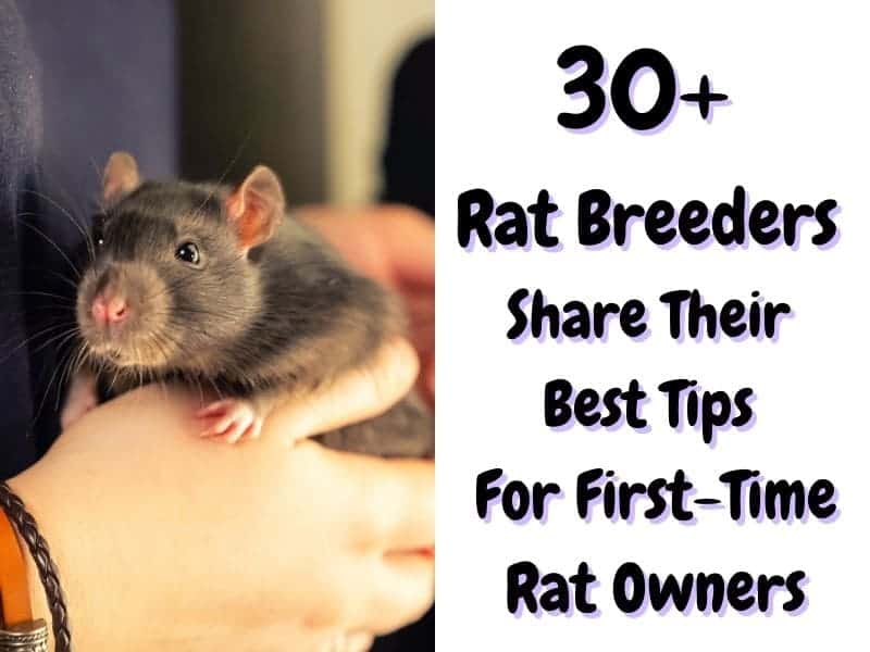 30+ Breeders share their best tips