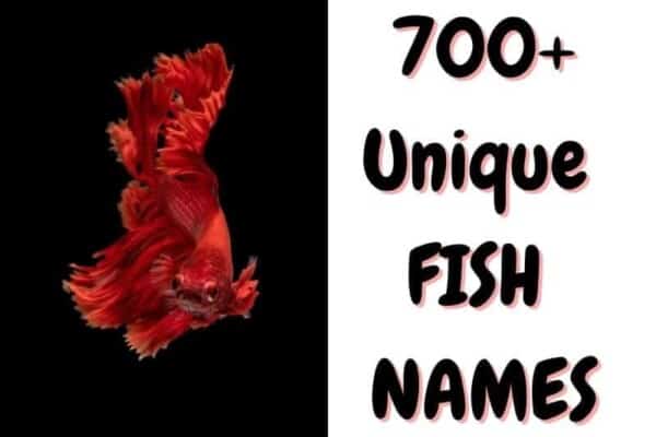 700+ Unique Fish Names