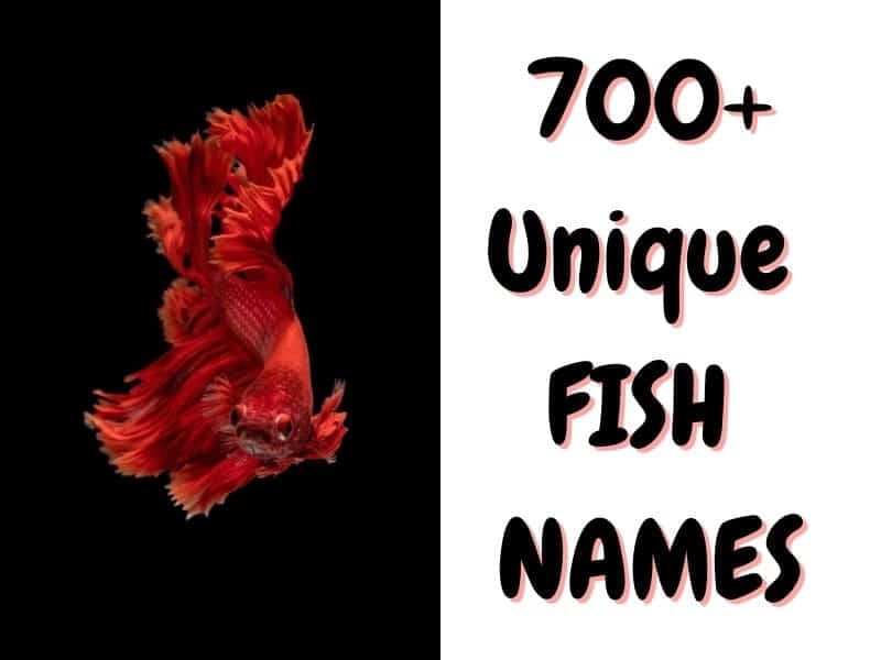 700+ Unique Fish Names