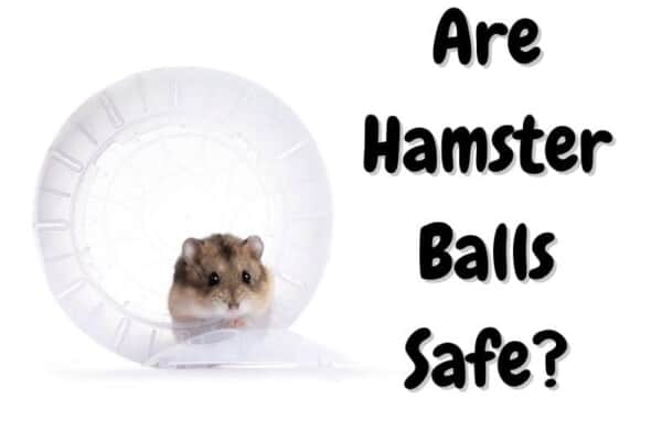 are hamster balls safe