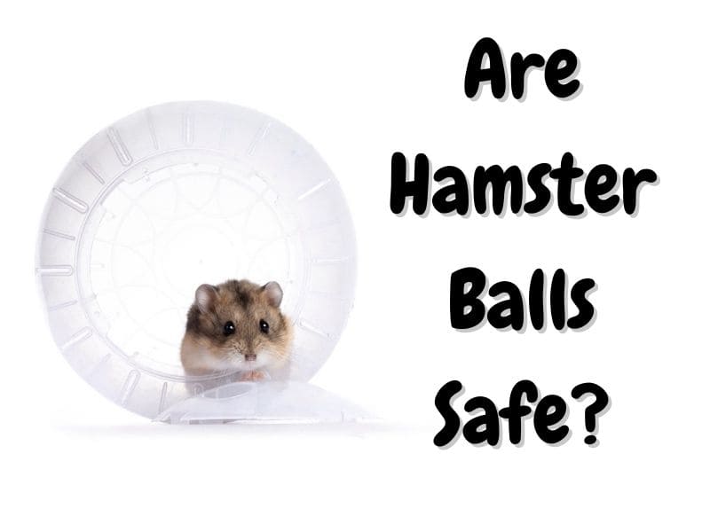 are hamster balls safe