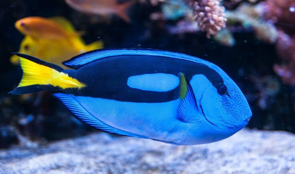 blue fish