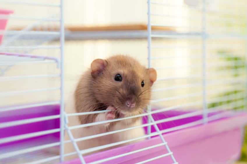 cute rat in cage