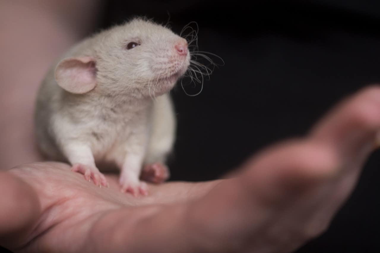 Rat Names 250+ Unique & Cute Names for a Rat The Pet Savvy