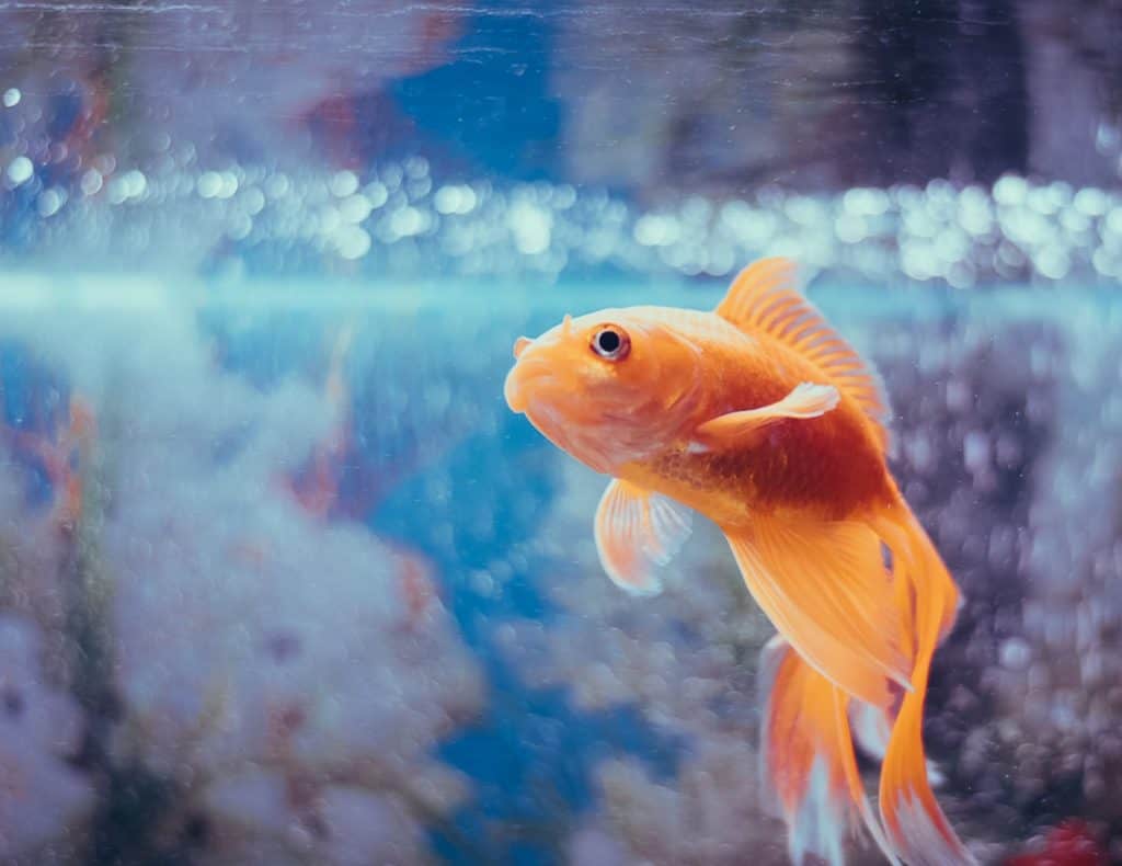 goldfish in aquarium