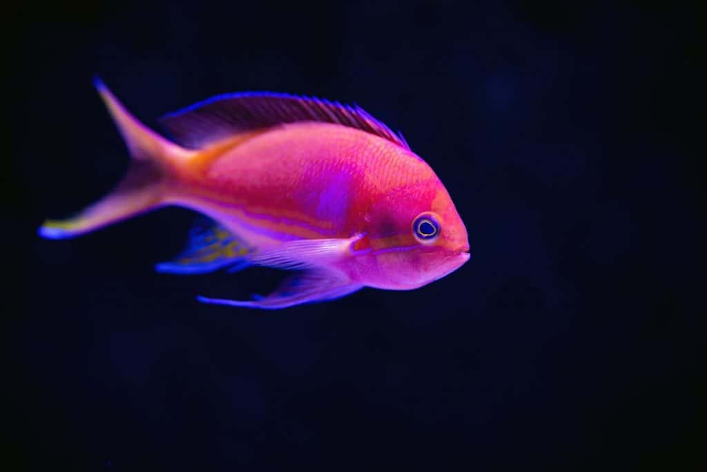 pink fish