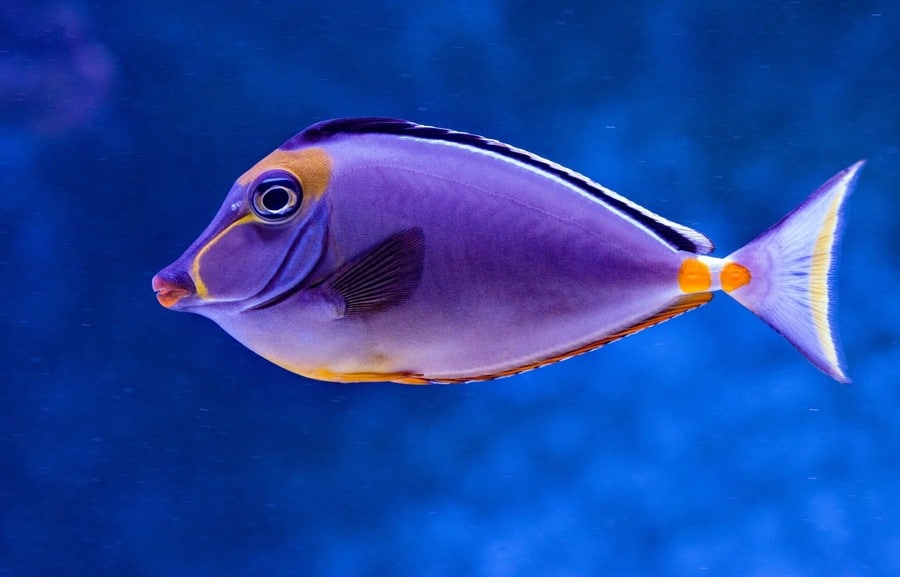 purple fish