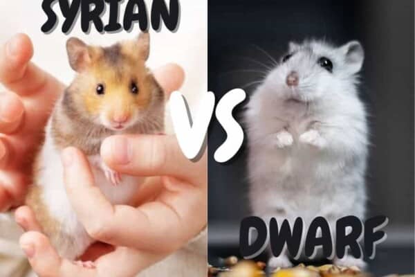 syrian vs dwarf hamster