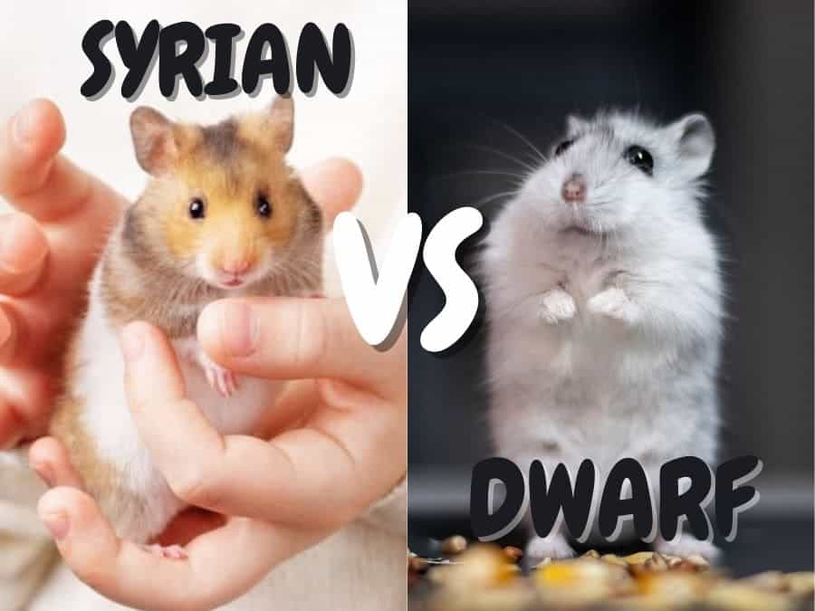 syrian vs dwarf hamster