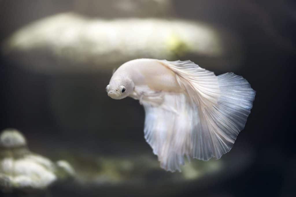 white betta fish